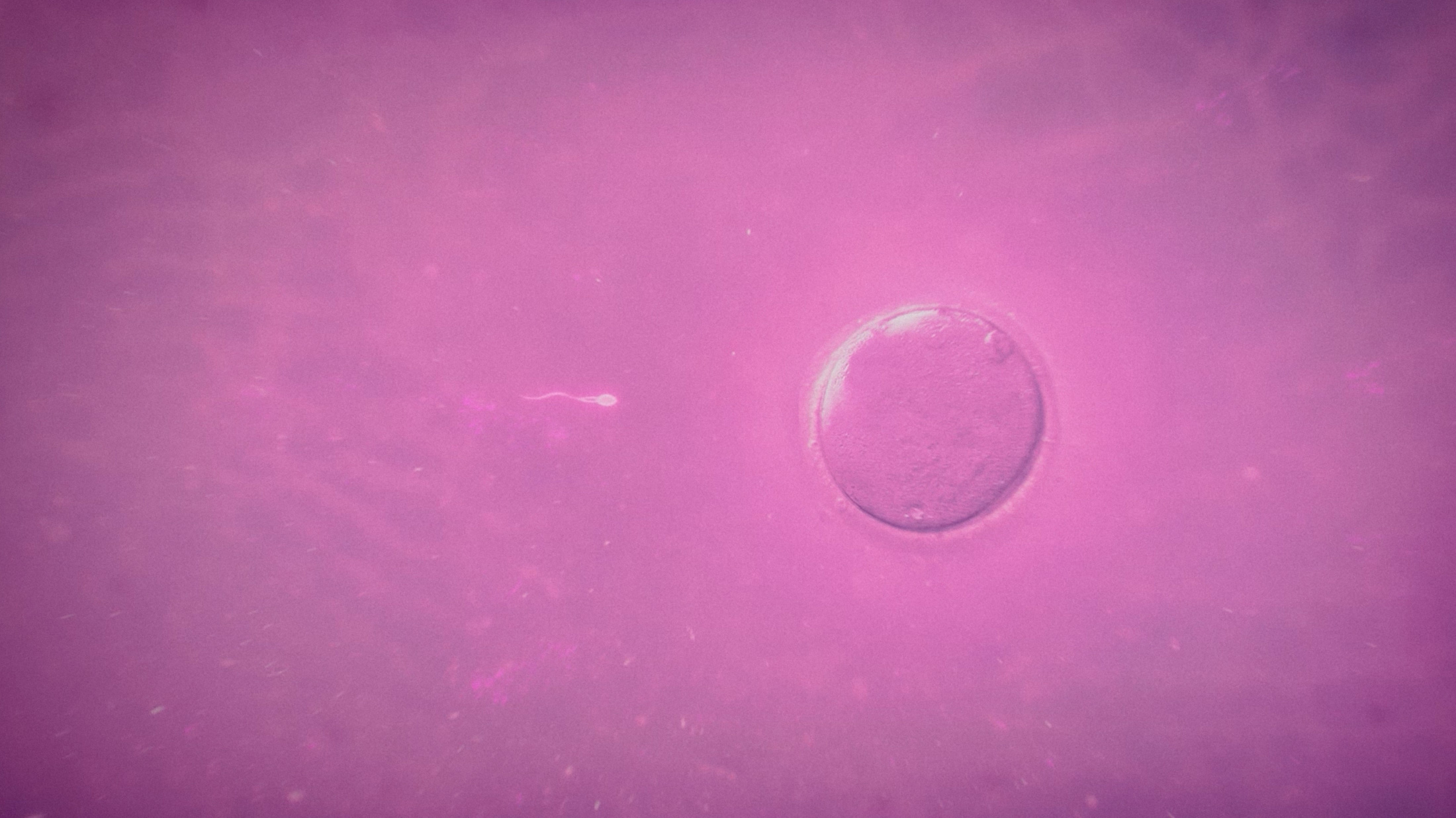 In Vitro